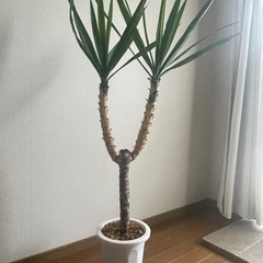 ユッカと柱サボテンまとめて