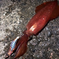 釣り友達募集🎣 - メンバー募集