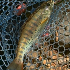 釣り友達募集🎣 - 友達