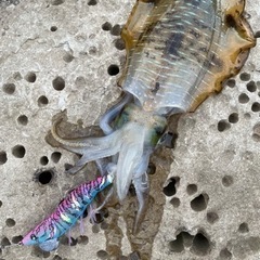 釣り友達募集🎣 − 長野県