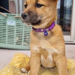 柴犬ミックス 可愛い女の子