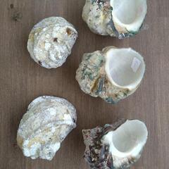 石垣島産　夜光貝　大型貝殻　5個セットの画像