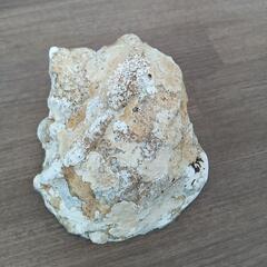 石垣島産　夜光貝　大型貝殻　5個セットの画像