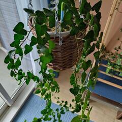 観葉植物　ヘデラ