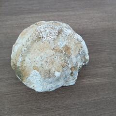 石垣島産　夜光貝　大型貝殻　5個セットの画像