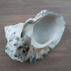 石垣島産　夜光貝　大型貝殻　5個セットの画像