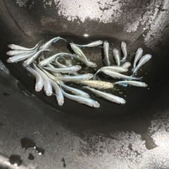 みゆきフルボディー 去年生まれ 10匹   の画像