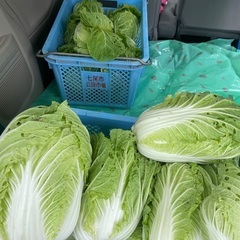 🥬訳あり白菜🥬