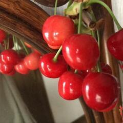 ２５０グラムさくらんぼ🍒小枝付！佐藤錦訳あり品の画像