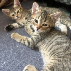 【一時停止中】子猫の里親募集 - 猫