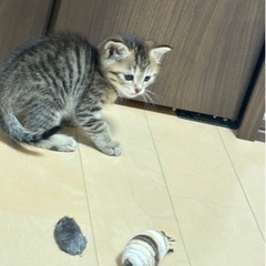 【一時停止中】子猫の里親募集 − 長野県