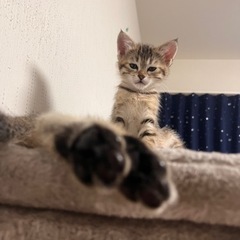 【一時停止中】子猫の里親募集 - 安曇野市