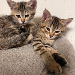 【一時停止中】子猫の里親募集