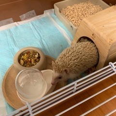 ハリネズミの女の子　里親様みつかりました！