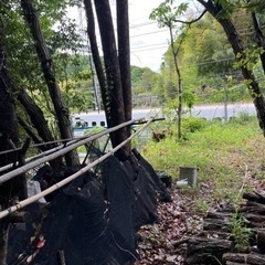 庭の木の剪定させて頂きます。^ ^１時間から行きます。