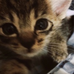 迷い猫　子猫　女の子　1歳未満