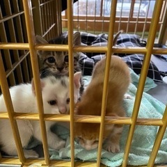【里親募集】子猫3匹の里親を探しています