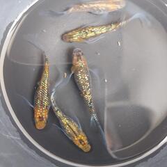 忘却の翼　有精卵20個の画像