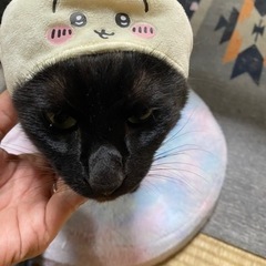 人懐っこい黒猫　急募