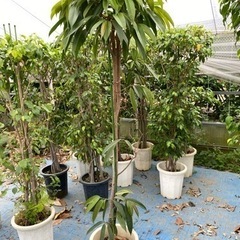 観葉植物　アムステルダムキング