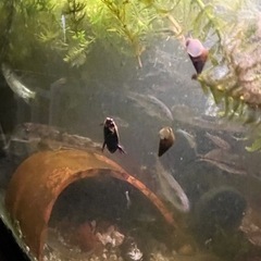 水草　アナカリス　自然採取　　熱帯魚の画像