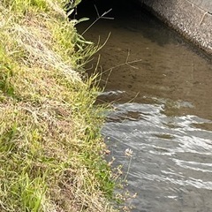 水草　アナカリス　自然採取　　熱帯魚の画像