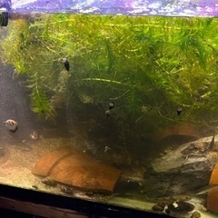 水草　アナカリス　自然採取　　熱帯魚の画像