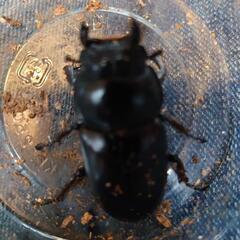 アンタエウスオオクワガタ50ミリの画像