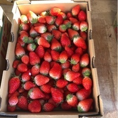 【6月9日夕方受け渡し要予約】あきひめ　いちご　1箱分　食品