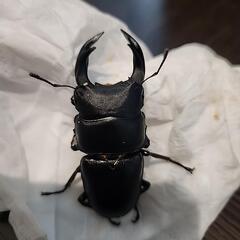 オオクワガタ　阿古谷産　オス　60ミリ　ミニミニケース付き