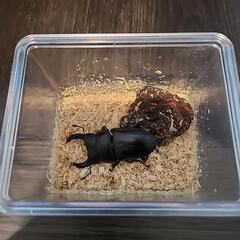 オオクワガタ　阿古谷産　オス　60ミリ　ミニミニケース付きの画像