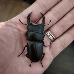 オオクワガタ　阿古谷産　オス　60ミリ　ミニミニケース付きの画像