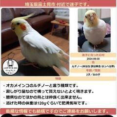 迷子のオカメインコを探しています→お陰様で６月１０日に見つかりま...