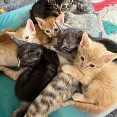子猫の里親募集🐱希望でしたら母猫も一緒も可