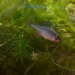 メダカ　淡水魚　熱帯魚　水草　アナカリスの画像