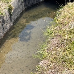 メダカ　淡水魚　熱帯魚　水草　アナカリス