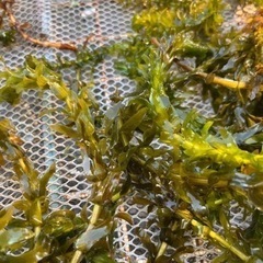 メダカ　淡水魚　熱帯魚　水草　アナカリスの画像