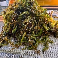 メダカ　淡水魚　熱帯魚　水草　アナカリスの画像
