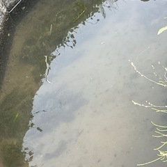 メダカ　熱帯魚　淡水魚　自然　水草　アナカリスの画像