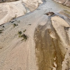 メダカ　熱帯魚　淡水魚　自然　水草　アナカリスの画像