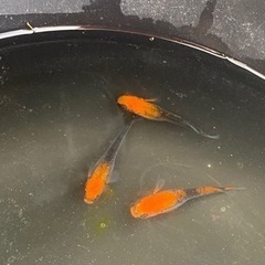 メダカ卵の画像
