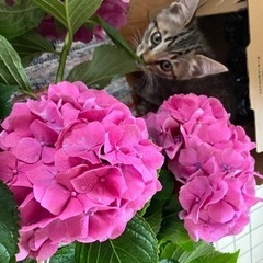 紫陽花の画像
