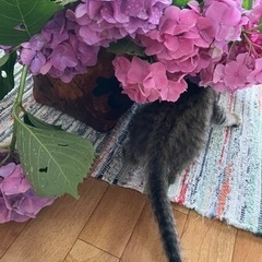 紫陽花の画像