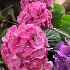 紫陽花の画像