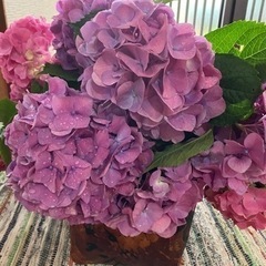 紫陽花