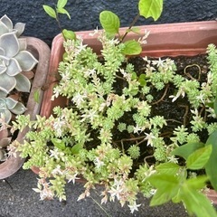 セダム　多肉植物の画像