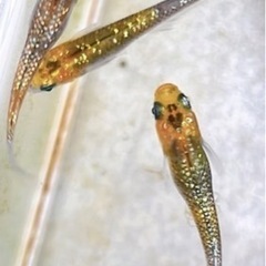 夜桜ゴールドめだか　若魚
