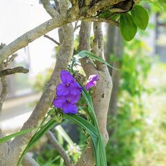 元気な庭木を差し上げます。庭仕舞いのため