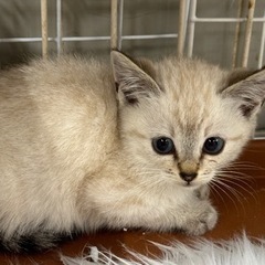 可愛すぎるシャムっぽい模様の白猫ちゃん