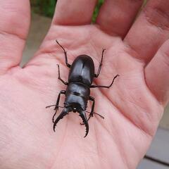 ハチジョウノコギリクワガタ幼虫５匹の画像